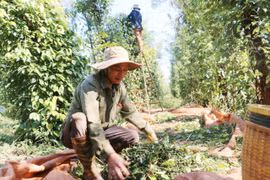 KỲ 1: Dấu ấn lãnh đạo của Đảng trong những ngày đầu vỡ đất