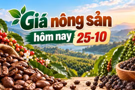 Giá nông sản hôm nay (25-10): Cà phê mất mốc 90.000 đồng/kg, hồ tiêu đi ngang