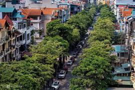 Hà Nội không di chuyển đồng loạt cây hoa sữa, người dân được chọn phương án xử lý