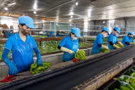 Nâng cao giá trị, mở rộng thị trường xuất khẩu chuối