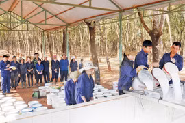 Công nhân Công ty 72 thu hoạch mủ cao su. Ảnh: T.T