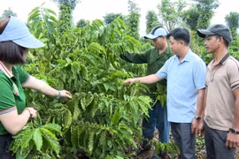 Nông dân Ia Grai liên kết để sản xuất cà phê bền vững