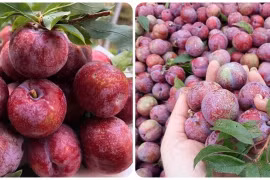 Những người nên hạn chế ăn mận