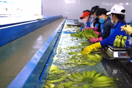 Chuẩn hóa vùng nguyên liệu để mở rộng xuất khẩu