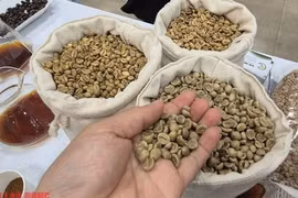 Giá cà phê hôm nay 30-4: Rớt mạnh, Brazil vào mùa