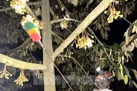 Màn đêm buông xuống, xem nông dân đi 'kết duyên' cho sầu riêng