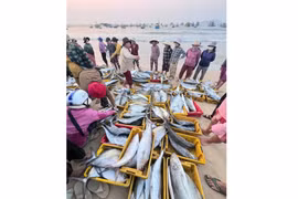 Lấp khoảng trống trong quản lý sản lượng khai thác thủy sản