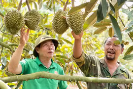 Thời tiết thất thường, người trồng sầu riêng lo lắng