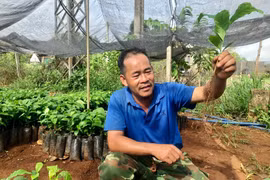 Bảo đảm nguồn giống cà phê chất lượng cho vụ mới