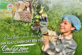 Phát triển chuỗi liên kết sản xuất chanh dây bền vững