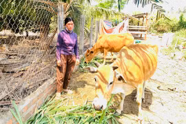 Mô hình hỗ trợ bò sinh sản theo nhóm hộ: Tạo sinh kế phù hợp, giúp thoát nghèo bền vững