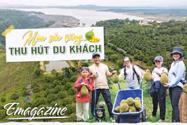 Mùa sầu riêng thu hút du khách