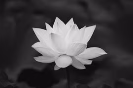 Chia buồn: Cụ bà Nguyễn Thị Ở, hưởng thượng thọ 89 tuổi