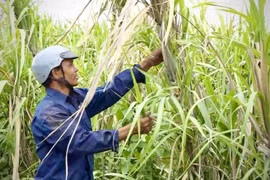 Liên kết sản xuất "lỏng lẻo", người trồng mía chịu thiệt
