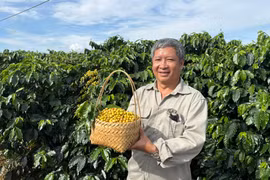 Chắt chiu tinh túy đại ngàn “hóa rồng” hạt cà phê