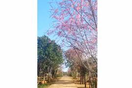 Từ sakura đến thắm sắc anh đào Vĩnh Sơn