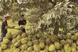 Sầu riêng: Chuyện không chỉ ở phòng kiểm nghiệm