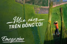 Mùa nắng trên đồng cói