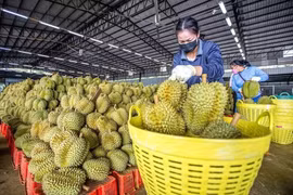 Thủ tướng chỉ đạo Bộ Công an đảm bảo an ninh chuỗi cung ứng sầu riêng