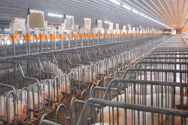 Quản lý môi trường, hướng tới chăn nuôi bền vững