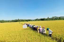 Mở rộng cánh đồng lớn, nâng tầm hạt lúa