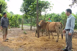 Hỗ trợ sinh kế, giúp đồng bào dân tộc thiểu số thoát nghèo