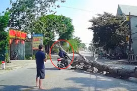 Thông tin mới nhất vụ cưa cây làm chết người: Gia đình nạn nhân mong giảm nhẹ hình phạt