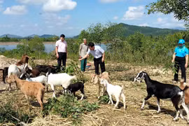 Trợ lực cho người lao động tạo sinh kế bền vững