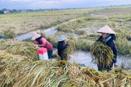 Khu vực phía Tây Gia Lai: Khẩn trương khắc phục hậu quả thiên tai