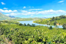 Đak Mong chuyển mình nhờ thay đổi tư duy canh tác cà phê