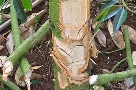 Xót xa vườn sầu riêng bị kẻ gian phá hoại