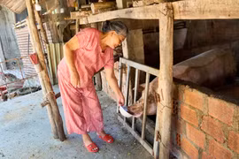 Nối dài hồi sinh sau thiên tai