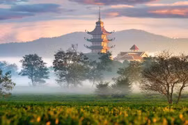 Giữ hương chè Biển Hồ 