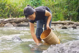 “Săn” ốc đá giữa đại ngàn
