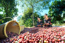 Tháo gỡ áp lực về vốn cho doanh nghiệp xuất khẩu nông sản