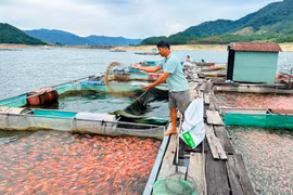 Mưu sinh trên lòng hồ Định Bình
