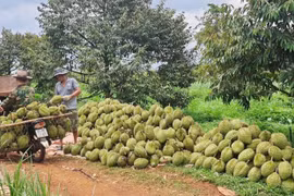 Tăng tốc cấp mã số vùng trồng, cơ sở đóng gói