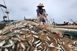 Mùa lộc biển: Săn 'bạc xanh' trên sóng biển