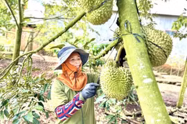 Tăng tốc chuẩn hóa mã số vùng trồng, nâng sức cạnh tranh cho nông sản