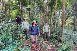 Những người “trả nợ” cho rừng