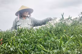 Bấp bênh giá nông sản