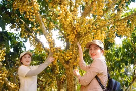 Rực rỡ mùa dâu ở núi Cấm