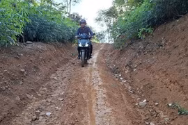 Sự sống bật lên từ cội rễ
