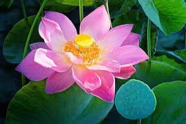 Những mùa sen 