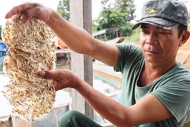 Theo con nước làm bánh tráng cá cơm