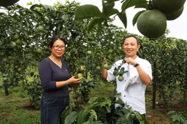 Từ kỹ sư hóa dầu thành nông dân Việt Nam xuất sắc