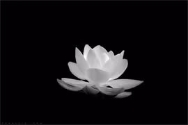 Lời cảm tạ
