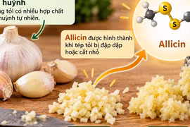 Ăn tỏi mỗi ngày có giúp hạ huyết áp, giảm mỡ máu?