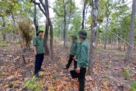 Gia Lai: Áp lực giữ rừng ngày càng gia tăng.