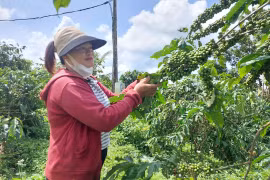 Các mô hình trình diễn giống cây trồng mới chịu hạn và kháng bệnh đang được Trung tâm Khuyến nông triển khai rộng khắp các xã vùng khó khăn.